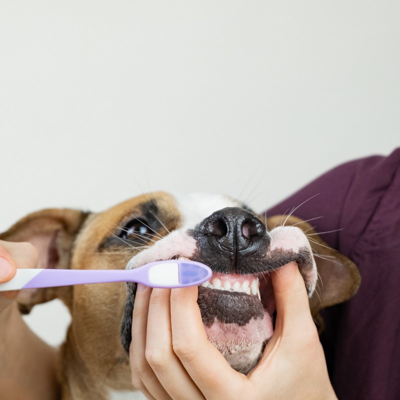 Alternative view of Pasta do zębów dla psa kokos-banan